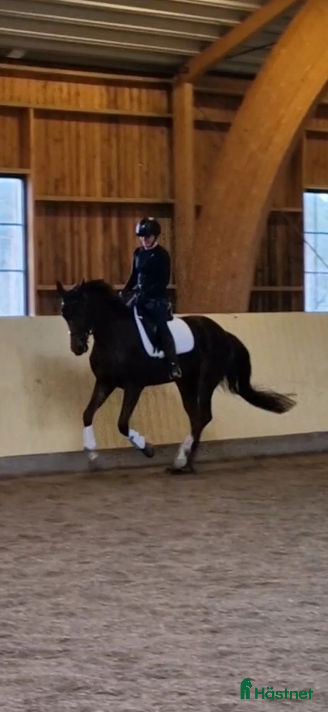 Dressyr hästar till salu: Dressyrhäst med fin stam - Annons 1