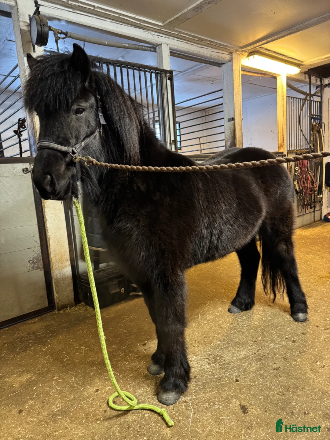 Övrigt hästar till salu: Toppsto med trevligt temperament  - Annons 3