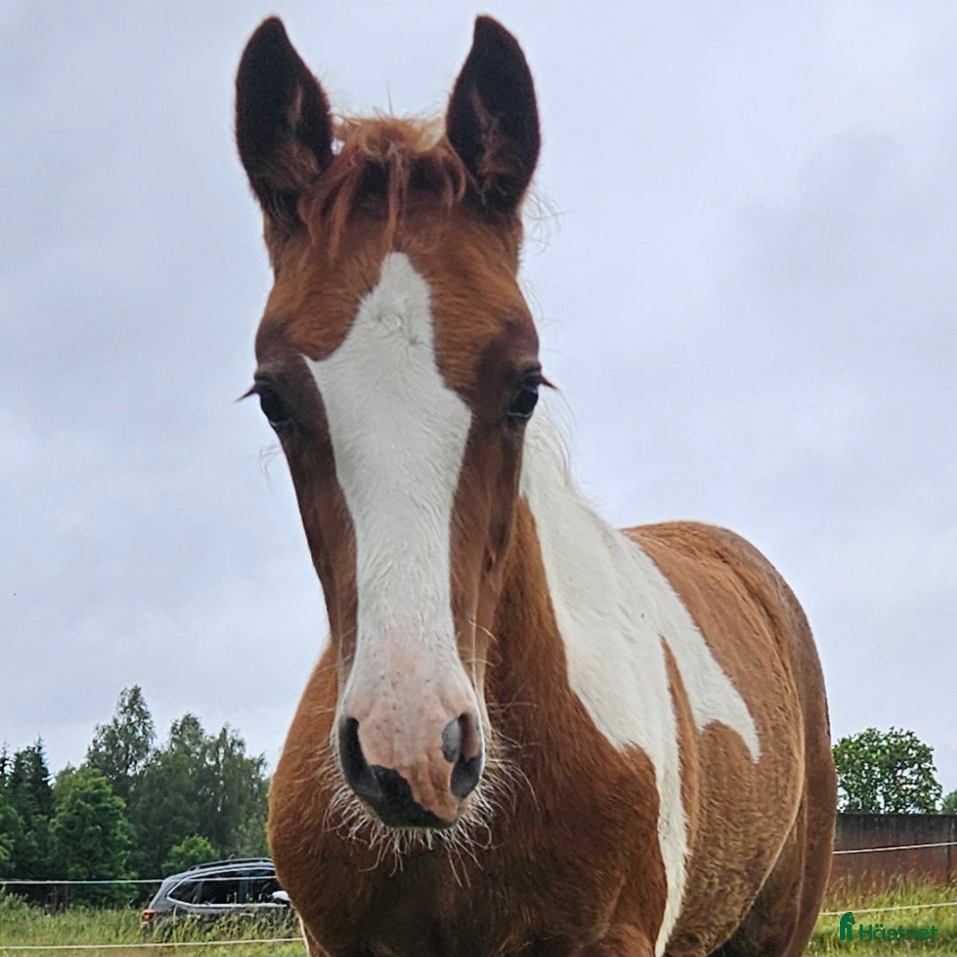 Allround hästar till salu: Finaste Julle, irishcob/vbl i Närkesberg - Annons 4