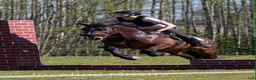 Allround hästar till salu: Social och arbetsvillig kille - Annons 5