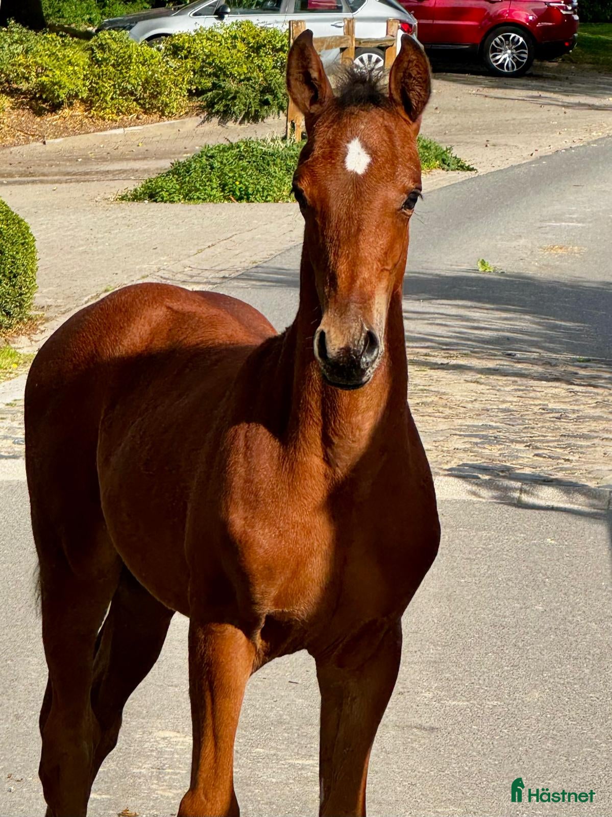 Hoppning hästar till salu: Hingstföl e. Ermitage Kalone - Clarimo i Glumslöv - Annons 2