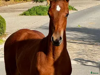 Hoppning hästar till salu: Hingstföl e. Ermitage Kalone - Clarimo i Glumslöv - Annons 2