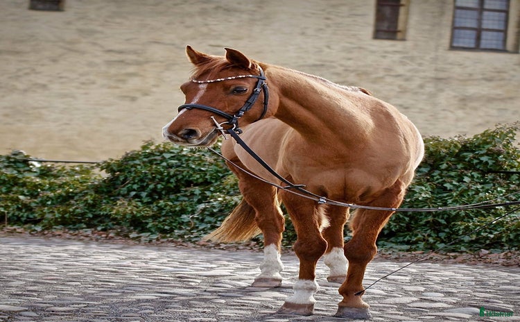  hästar i Kristianstad - Annons 16