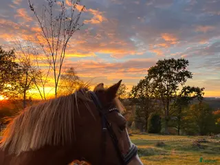 foderhäst Foderhäst D-ponny/liten häst - Annons 2