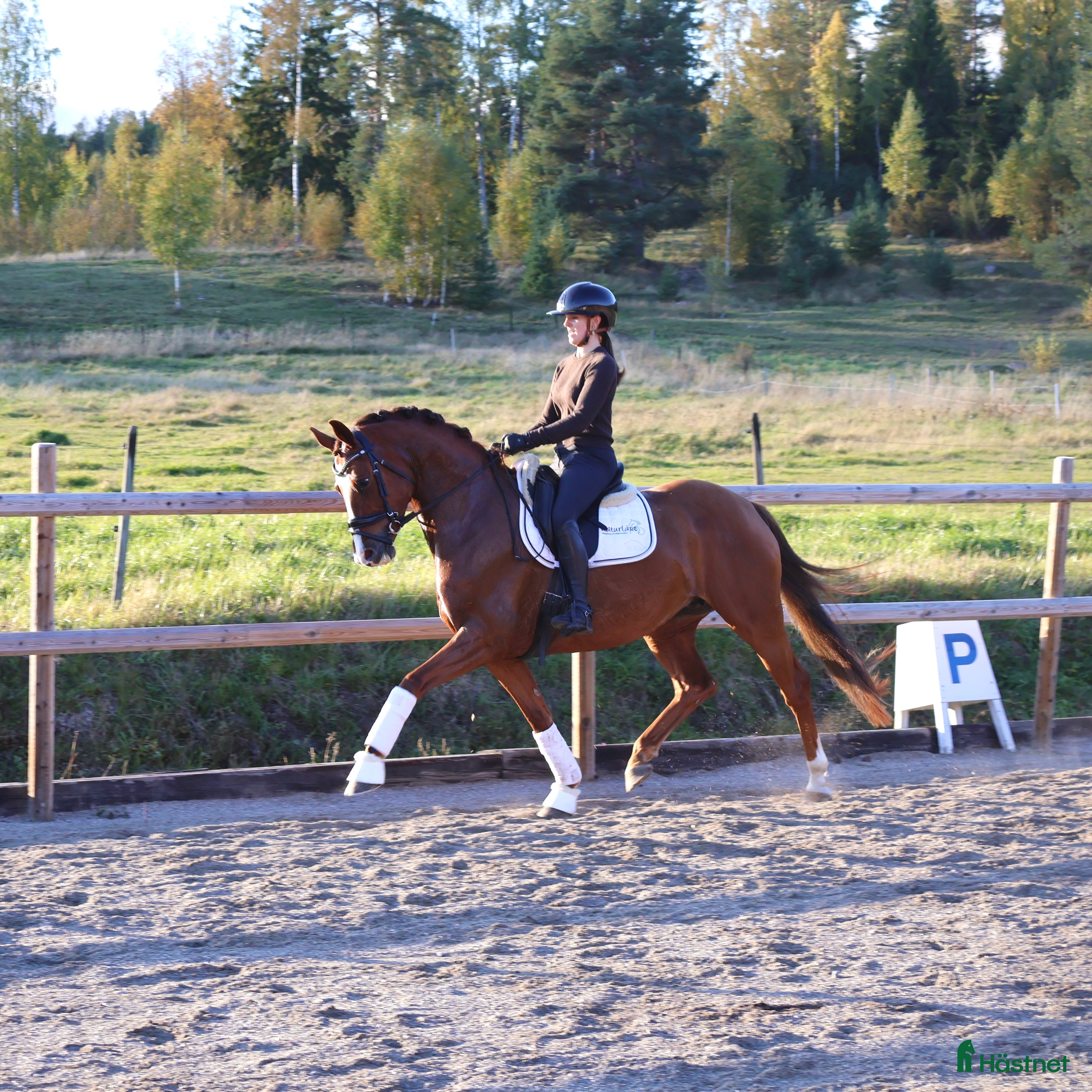  hästar Otroligt kvalitativt sto för framtiden  i Vallsta - Annons 19