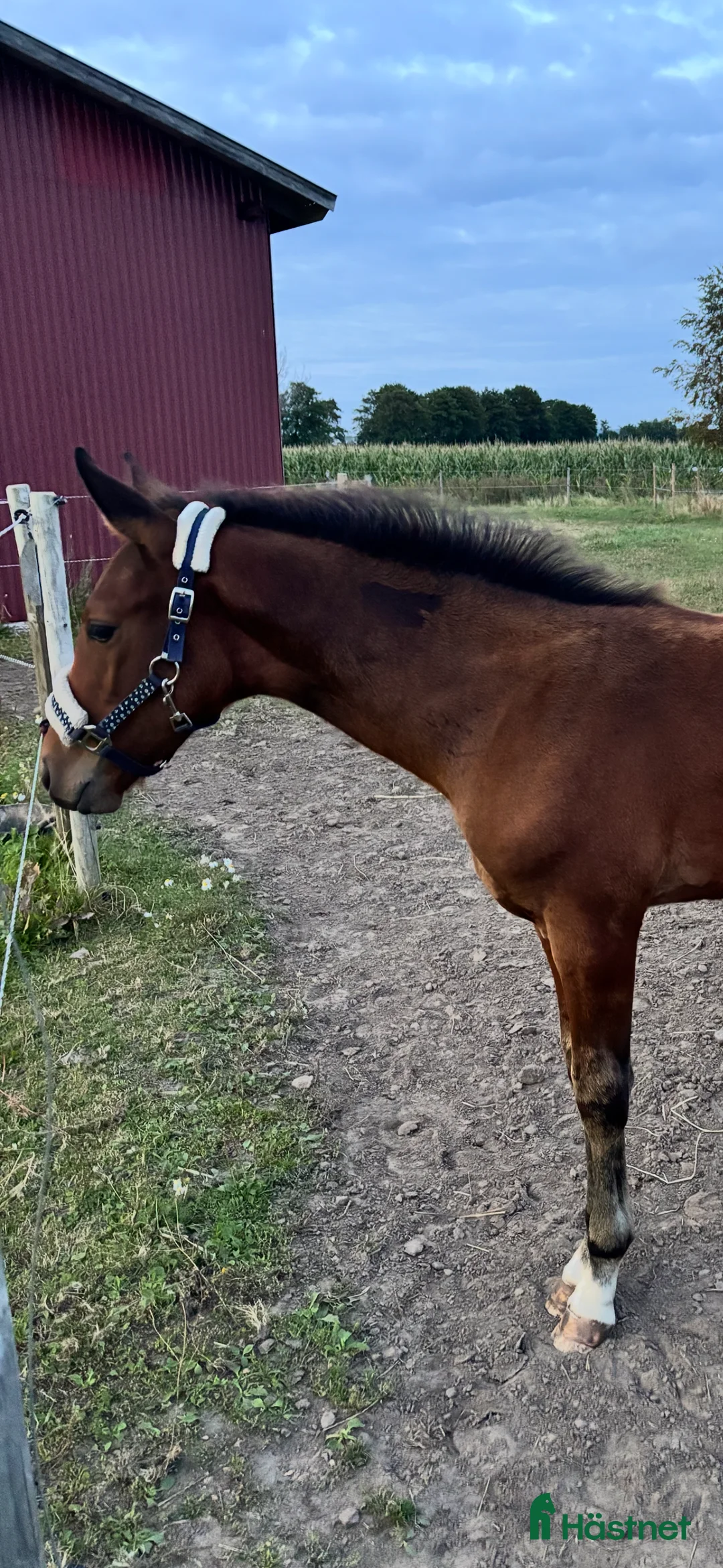 Allround hästar till salu: Ett riktigt fynd för den kräsne! i Tvååker - Annons 5