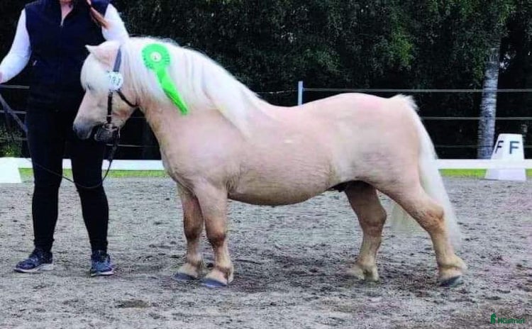  hästar Godkänd hingst med väldigt trevligt temperament i Bjästa - Annons 14