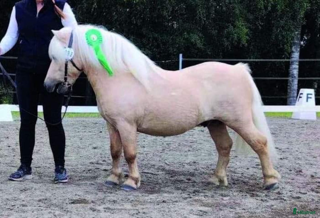 Utställning hästar till salu: Godkänd hingst med väldigt trevligt temperament i Bjästa - Annons 1