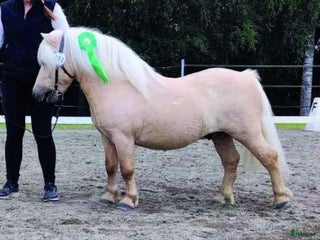 Utställning hästar till salu: Godkänd hingst med väldigt trevligt temperament i Bjästa - Annons 1