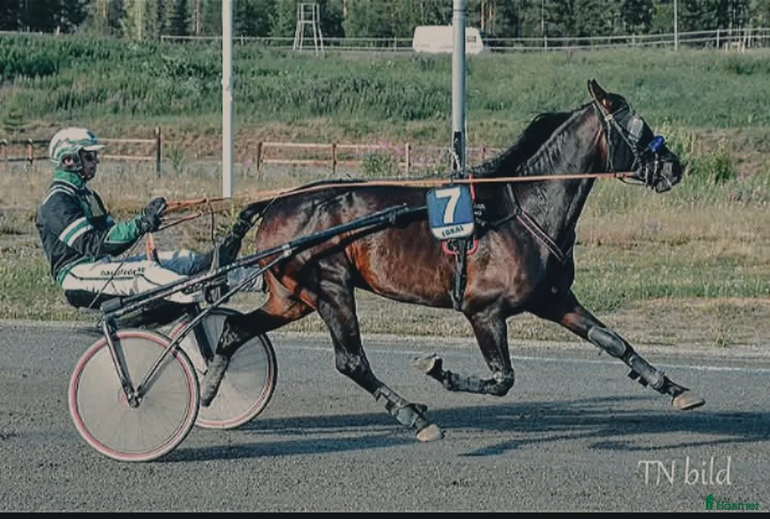 Trav hästar till salu: Starthäst säljes Swish Cash  i Umeå - Annons 2