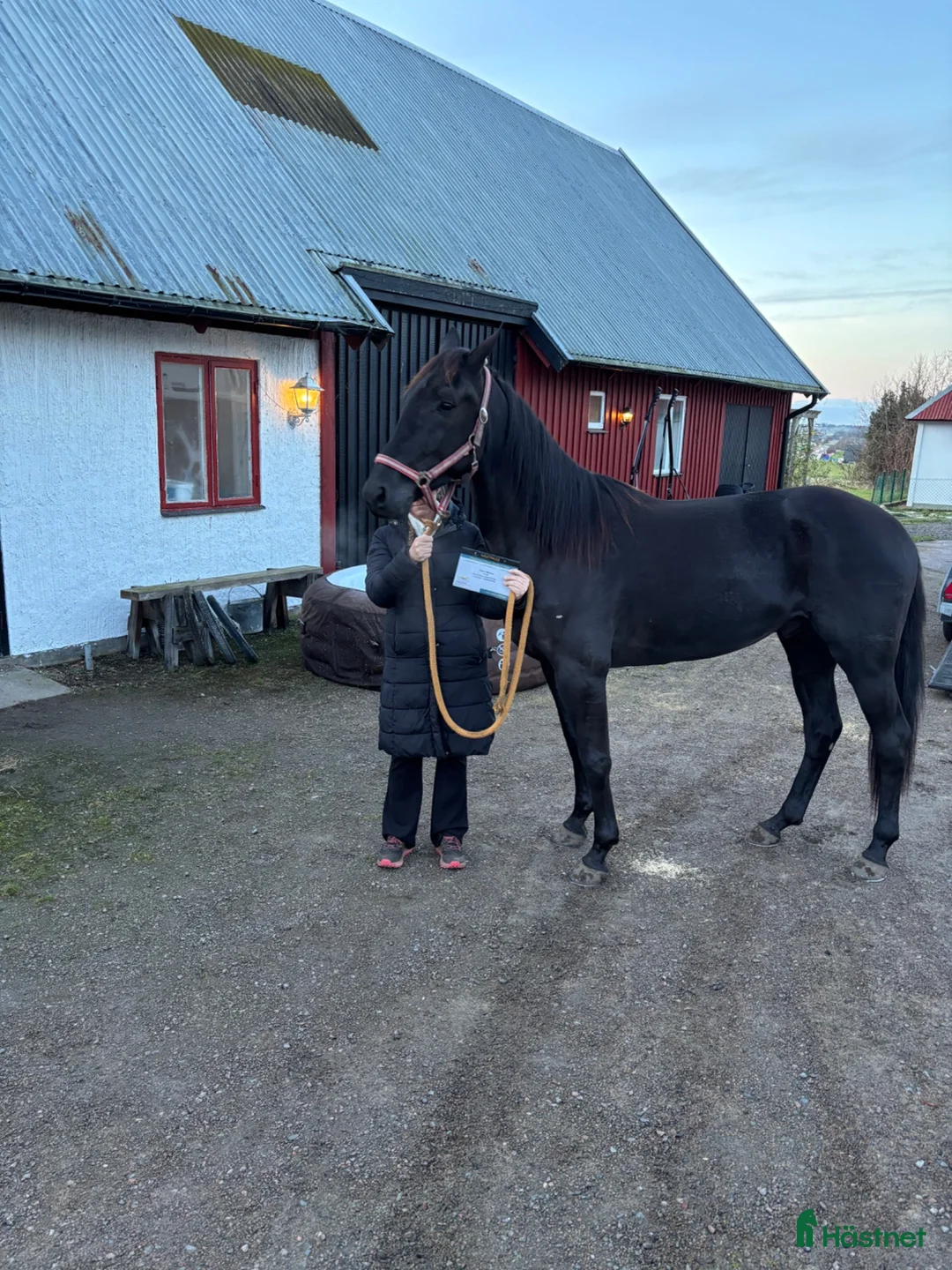Trav hästar till salu: 4 år valack  - Annons 2