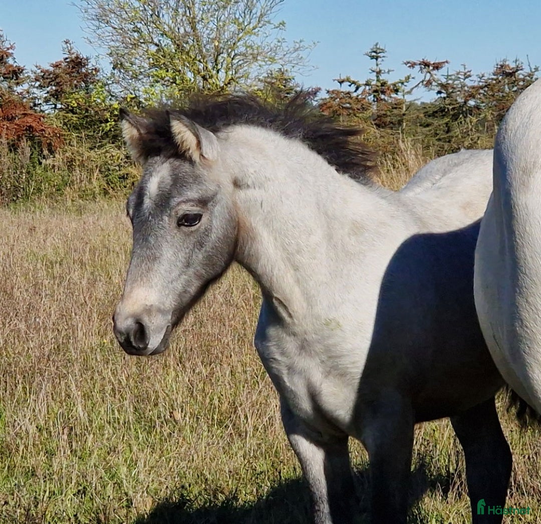 Hoppning hästar till salu: stallionprospect and top jumping prospect - Annons 1