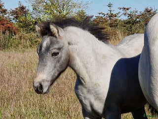 Hoppning hästar till salu: stallionprospect and top jumping prospect - Annons 1