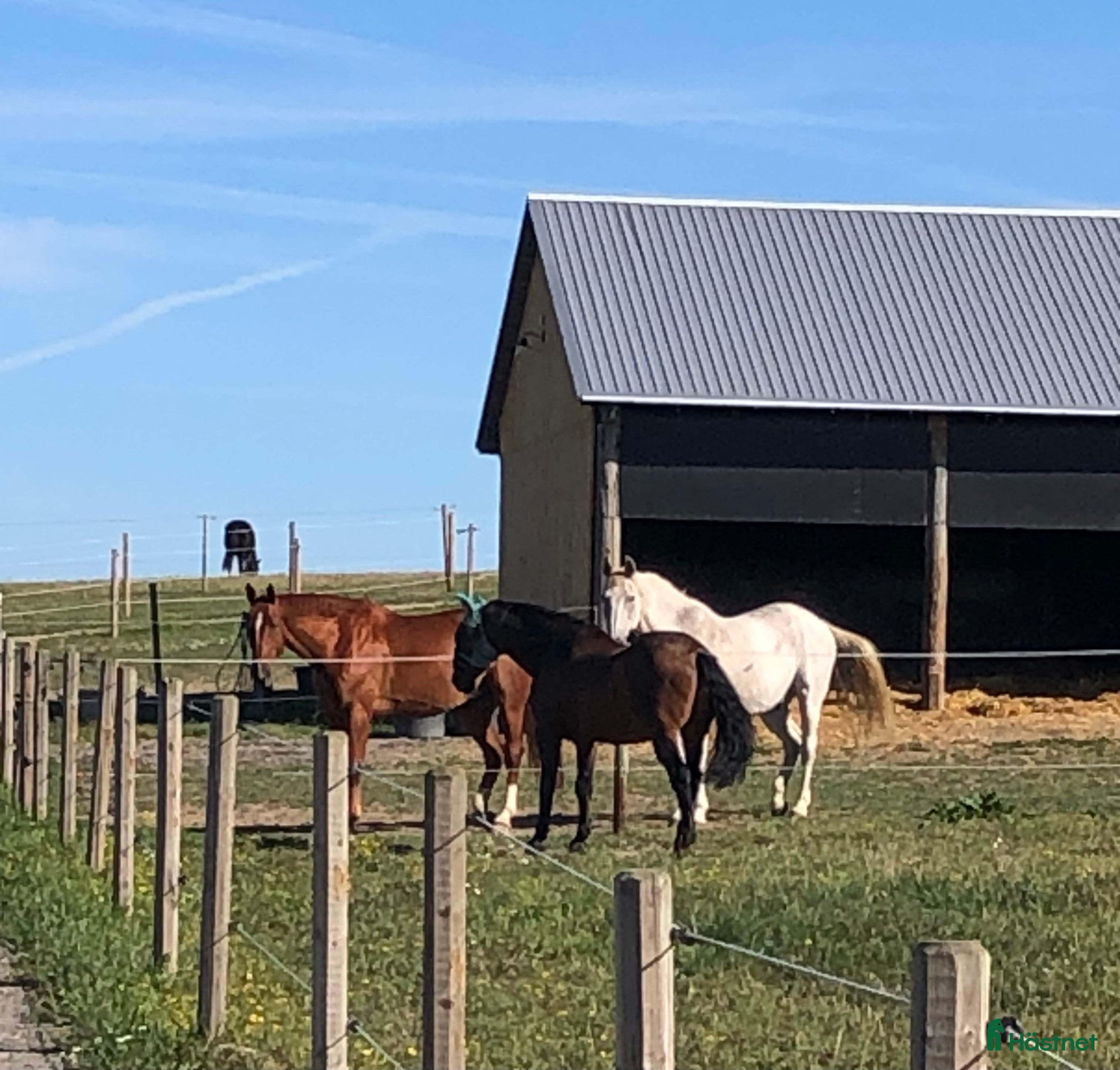  stallplats Lösdrift på Skogäng, Veberöd - Annons 4