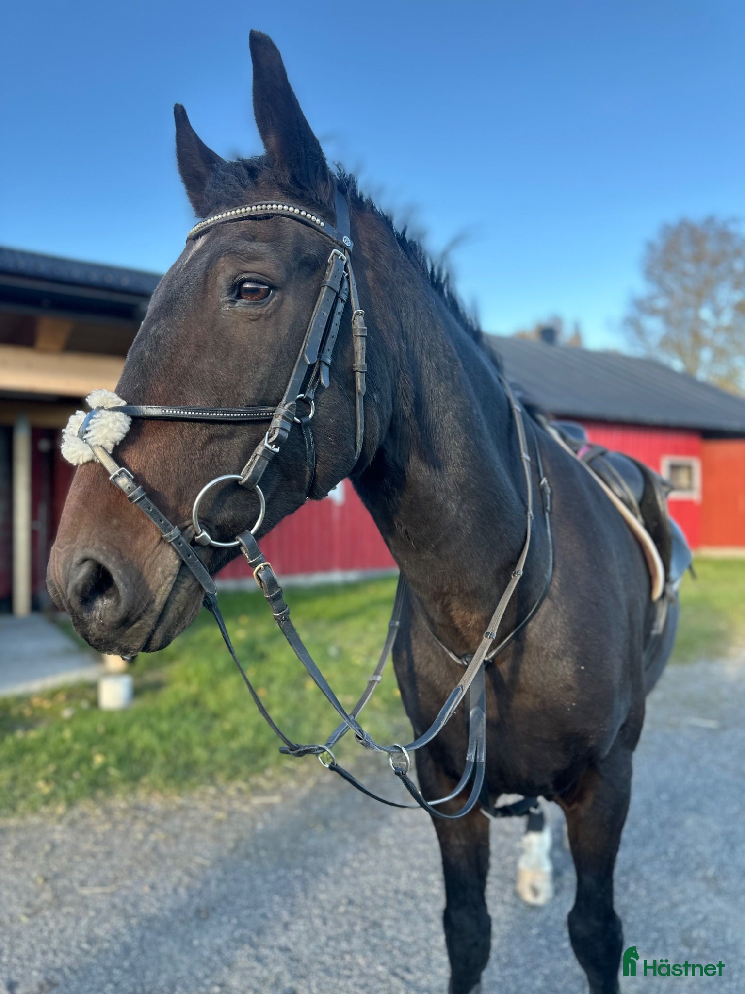  hästar Äldre herre söker för-alltid-hem - Annons 4