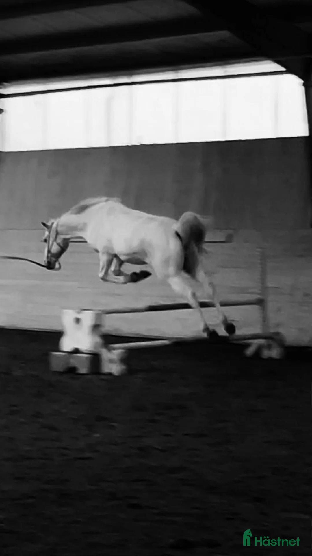 Allround hästar till salu: Arabiskt Fullblod söker nytt hem❤️ - Annons 2