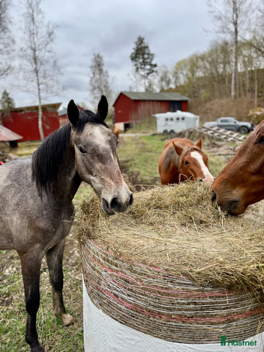 Hoppning hästar till salu: Blivande 3åring e: Caracas  - Annons 2