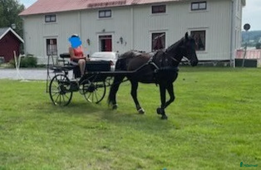 Allround hästar till salu: SÅLD Trygg häst till körning, ridning, hoppning - Annons 2