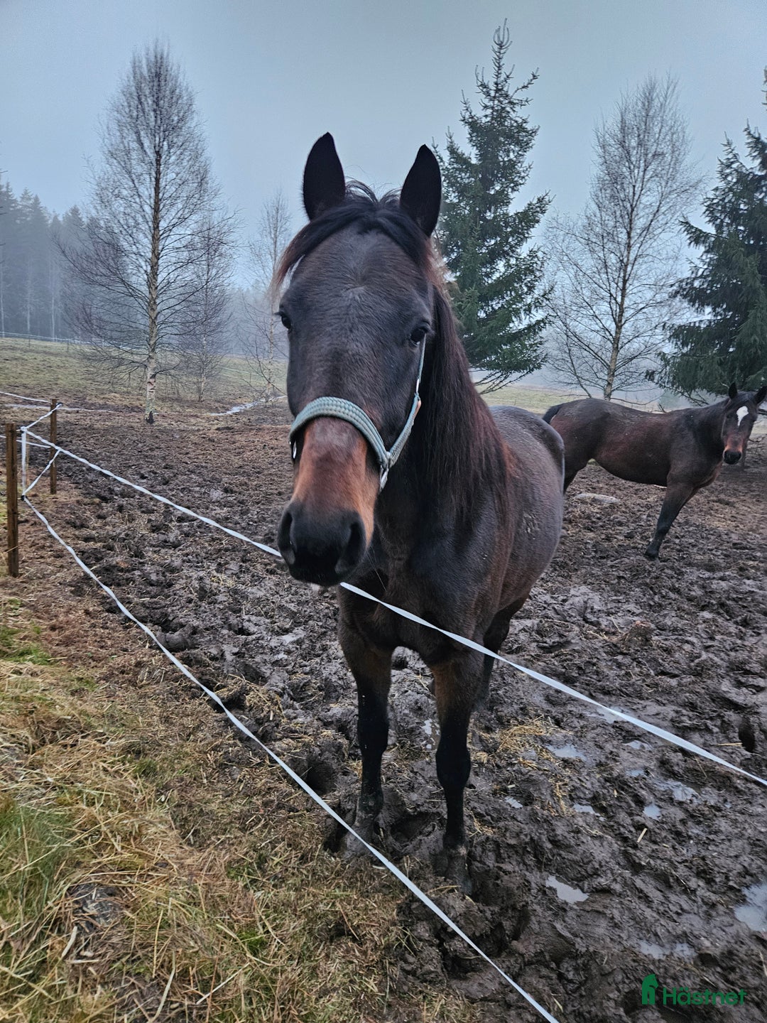 Allround hästar till salu: Sto & valack säljes eller foder  i Filipstad - Annons 2