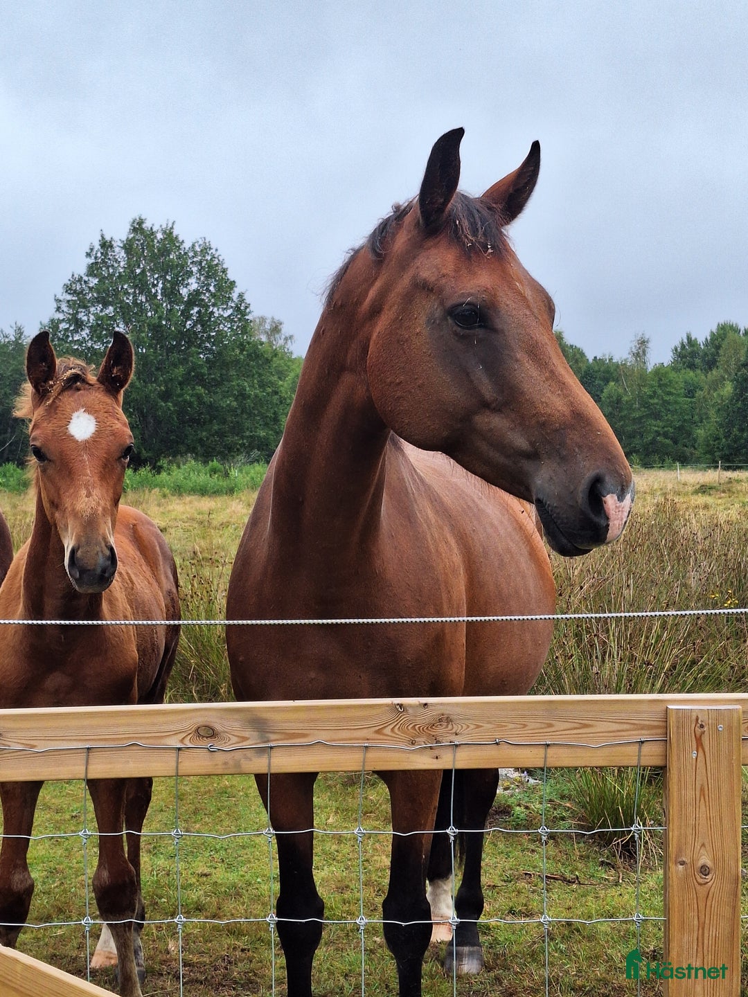 Dressyr hästar till salu: Din nästa tränings/tävlings kompis i Svärtinge - Annons 4