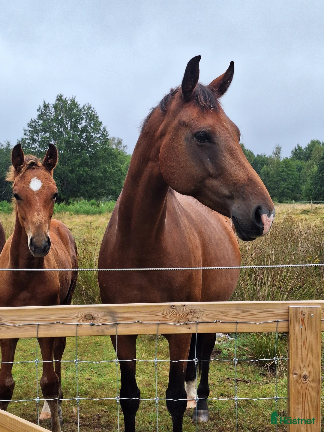 Dressyr hästar till salu: Din nästa tränings/tävlings kompis i Svärtinge - Annons 4