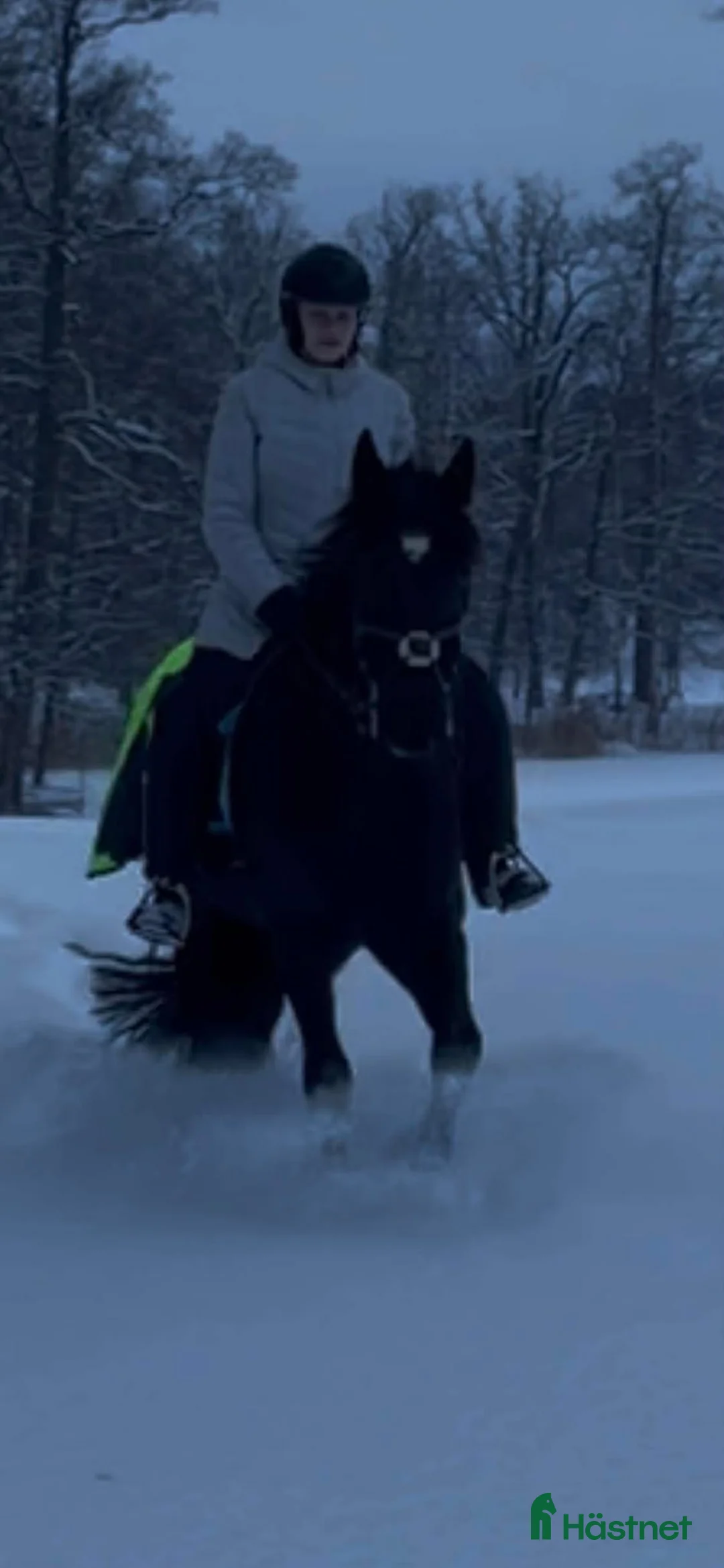  foderhäst finnes: Halvfodervärd sökes i Sturefors - Annons 2