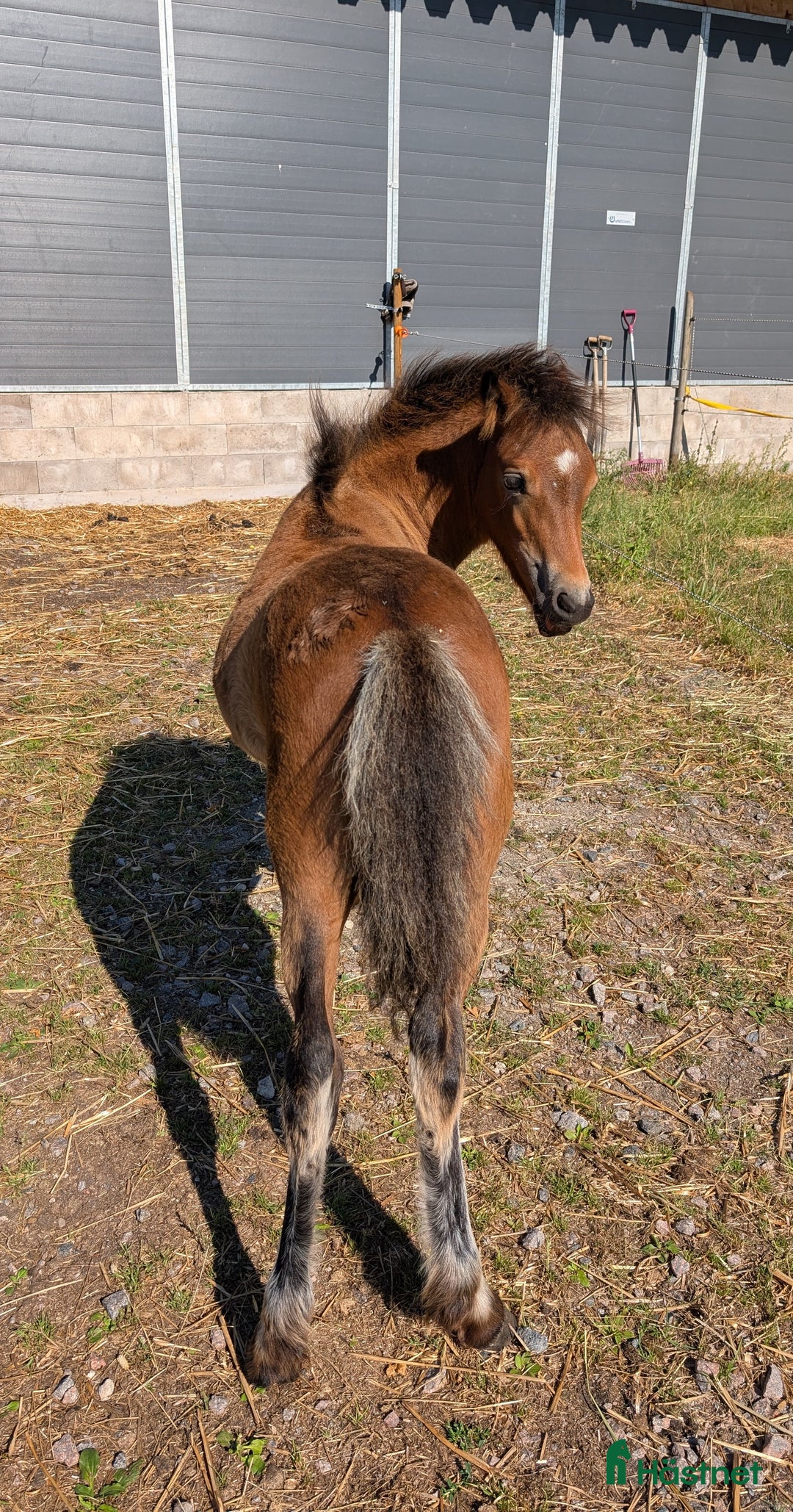 Allround hästar till salu: Rollo söker nya buskumpaner våren 2026 i Falköping - Annons 8
