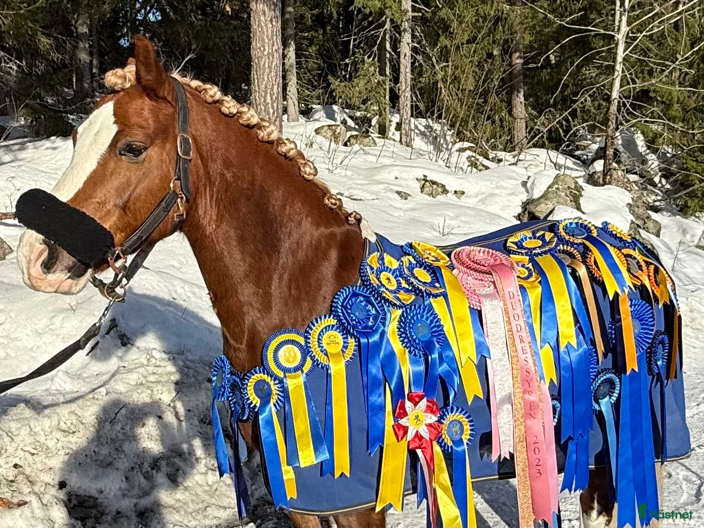  hästar Vacker och uttrycksfull fei-ponny  - Annons 7