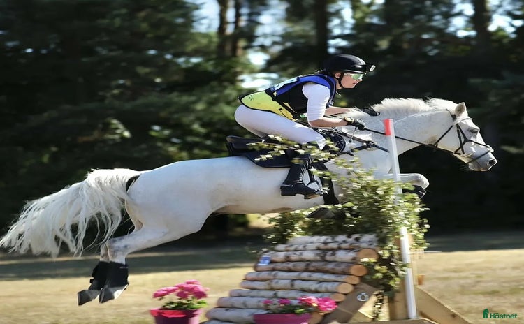  hästar i Tibro - Annons 14