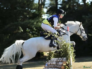 hästar i Tibro - Annons 11