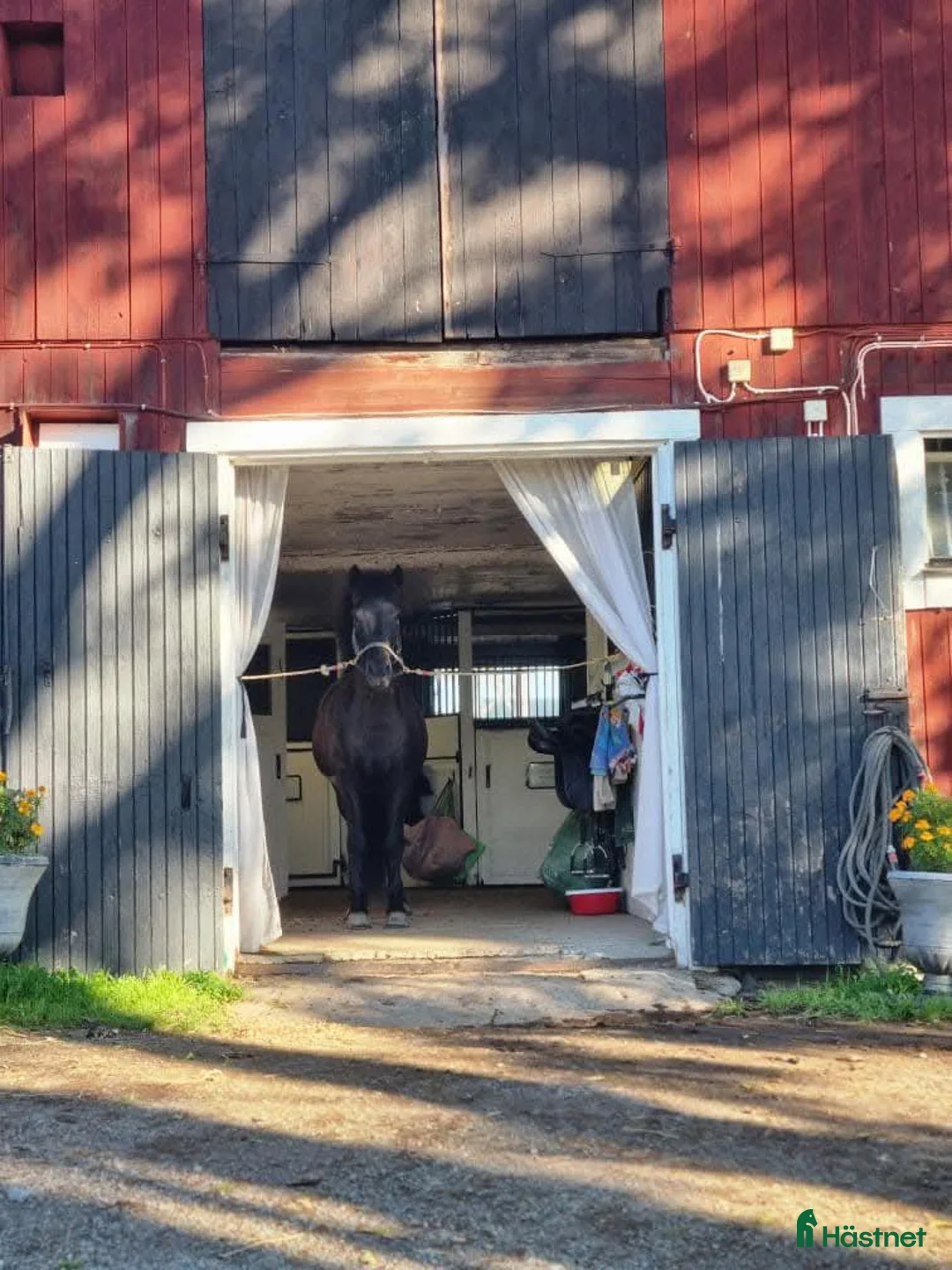  stallplats finnes: Stallplats för islandshäst Rö/Rimbo! i Rö - Annons 4
