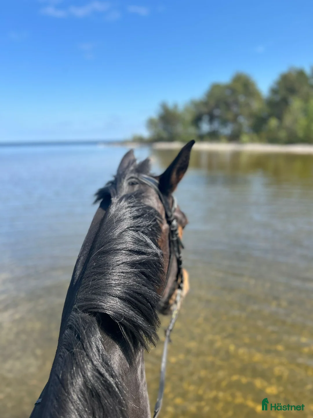Fälttävlan hästar till salu: Min stjärna  - Annons 13