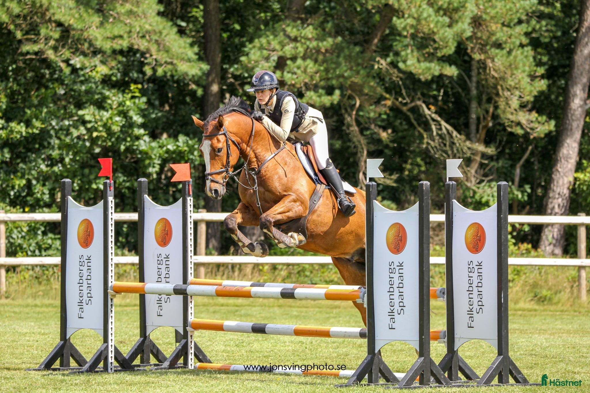 Hoppning hästar till salu: Charmig 4 åring med topp blod!  i Vessigebro - Annons 1