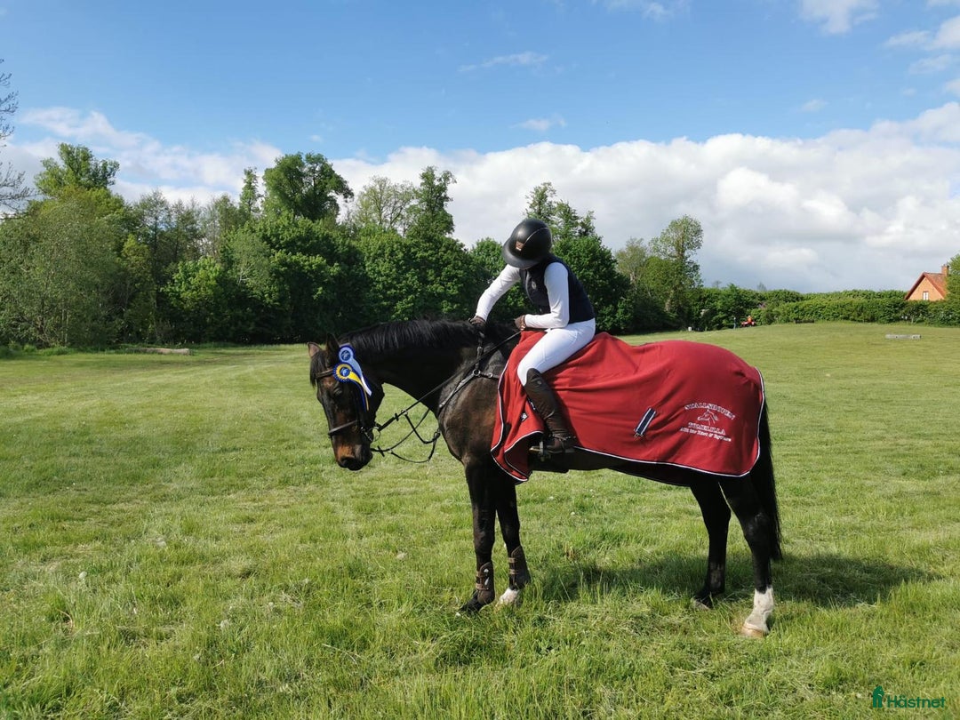Hoppning hästar till salu: Fantastisk läromästare efter HipHop x Cortez🎖🤩 i Tollarp - Annons 1