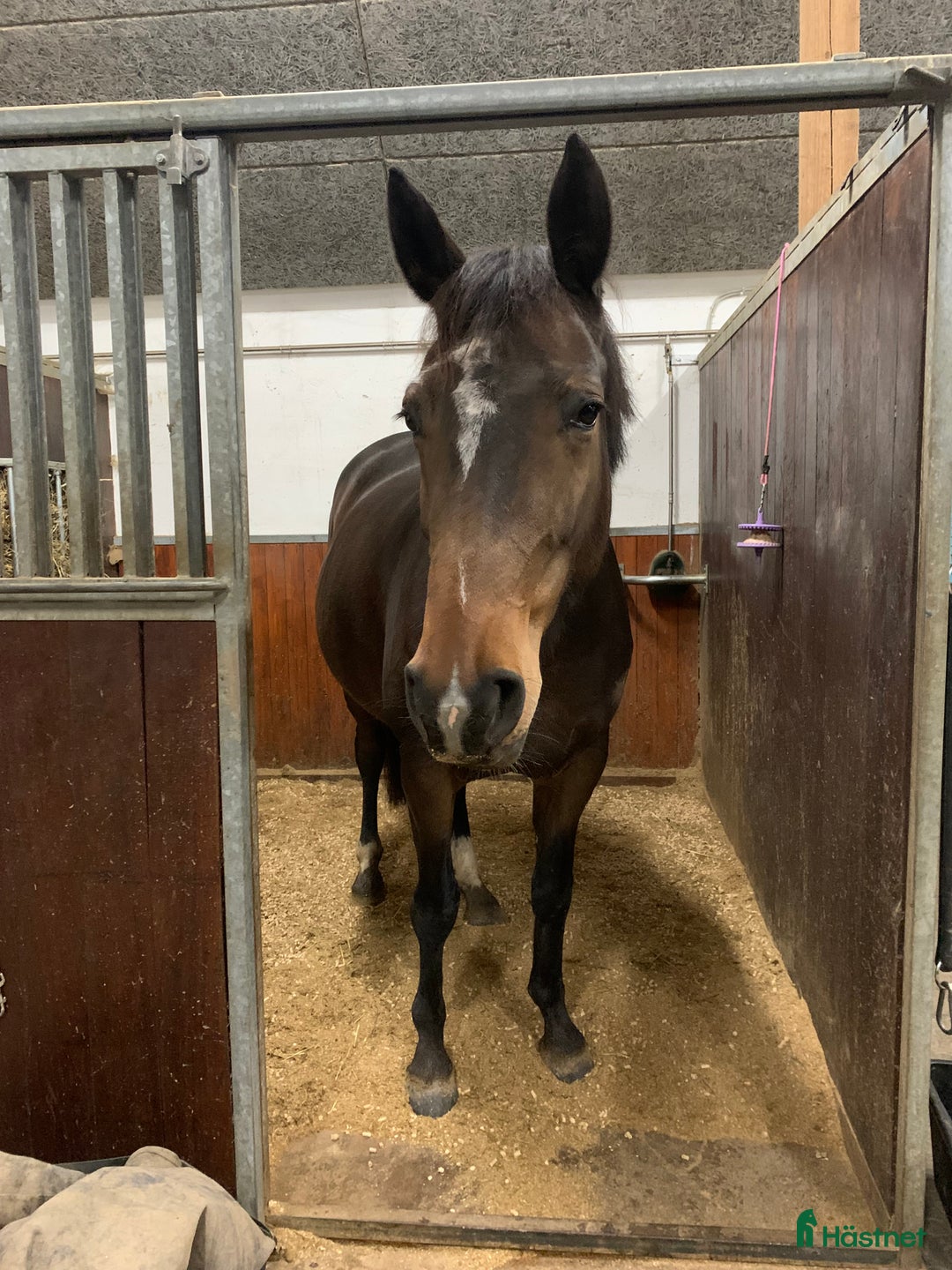 Avelshästar hästar till salu: Top avlshoppe sælges, hophest - Annons 4