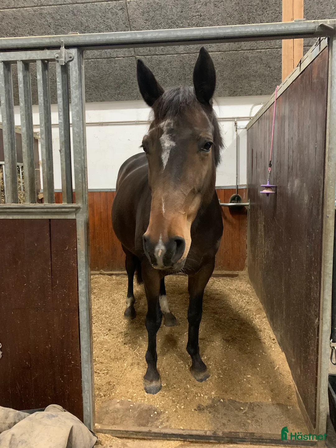 Avelshästar hästar till salu: Top avlshoppe sælges, hophest - Annons 4