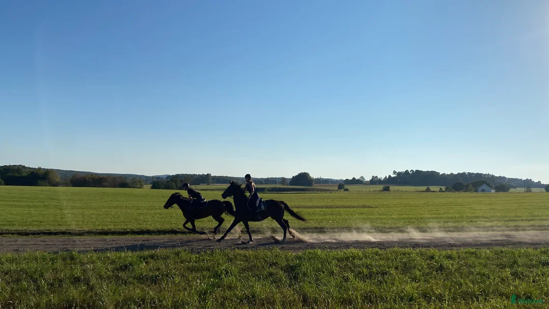 Allround hästar till salu: Reserverad Fint D-ponnysto efter elithingst - Annons 5