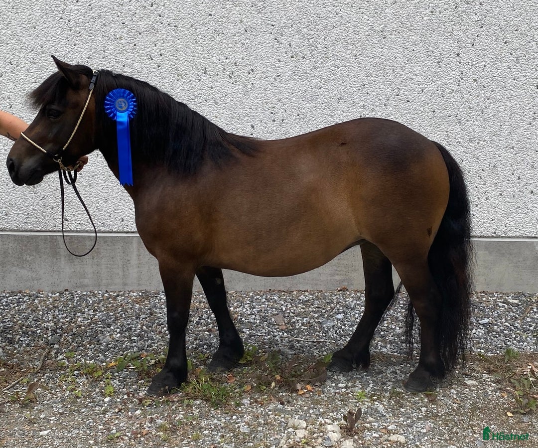 Allround hästar till salu: 2 fina barnvänliga ston i Kolbäck - Annons 11