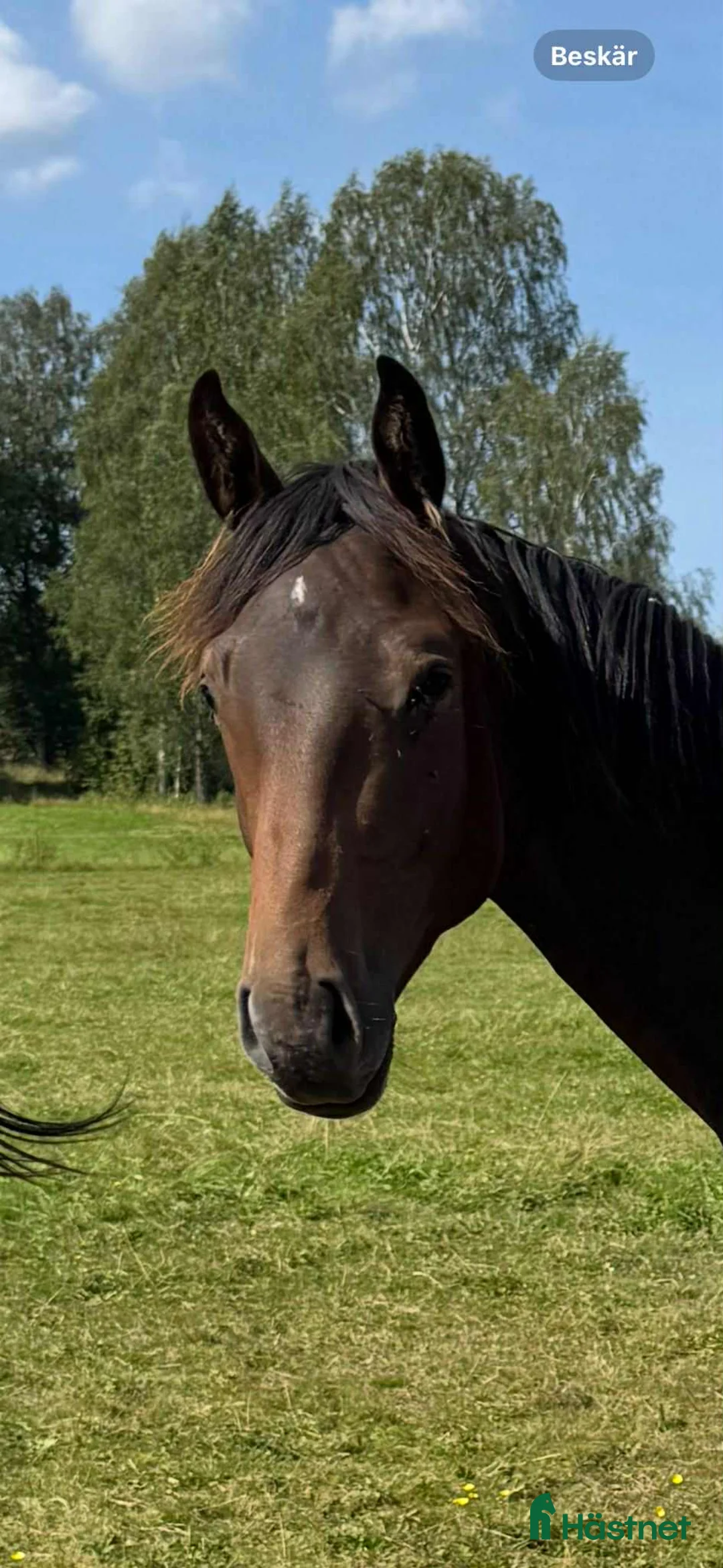 Hoppning hästar till salu: Svenskfödd tvåårshingst e Don't Touch Tiji Hero - Annons 6