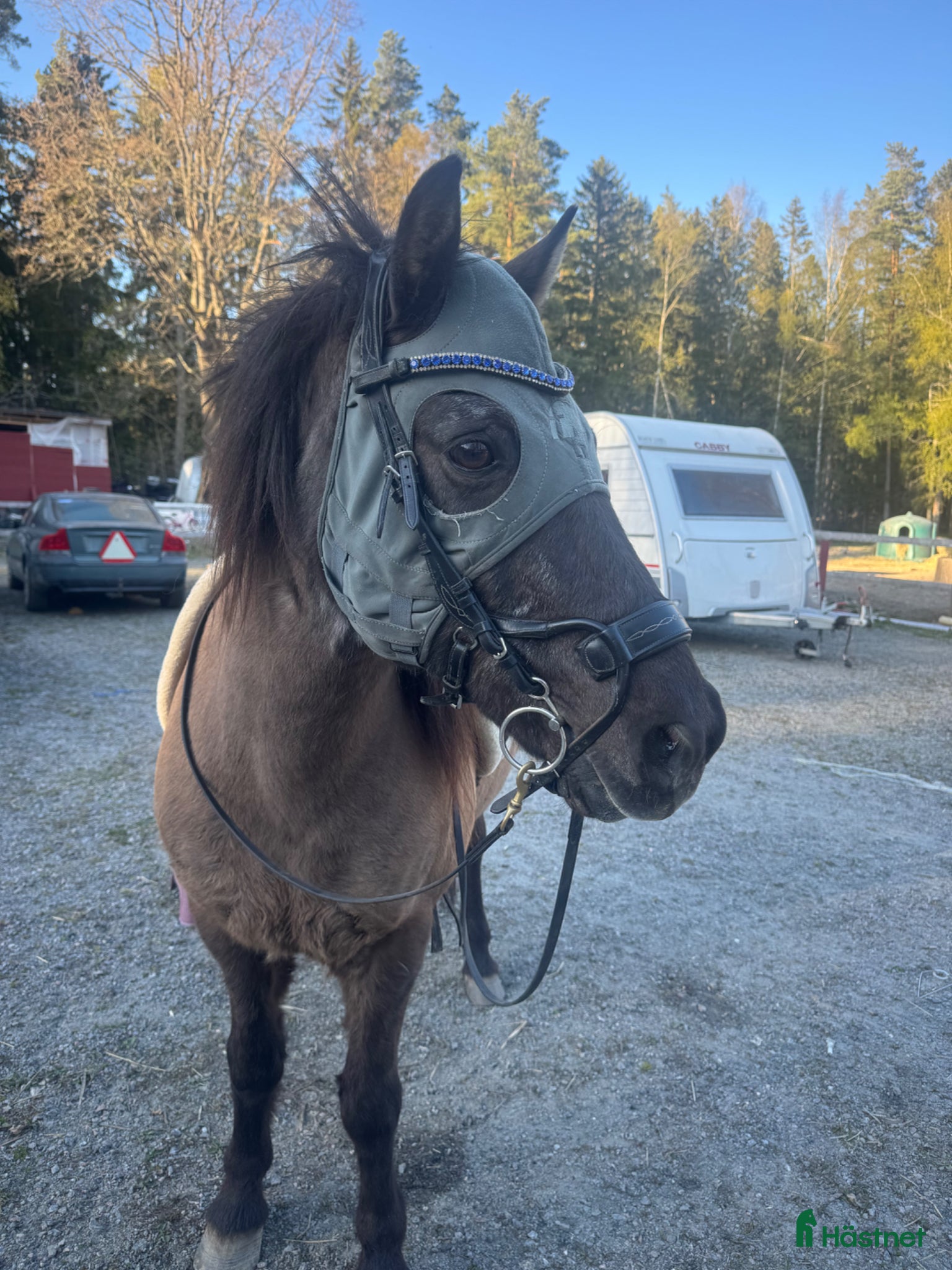  hästar Fin häst med stor vilja  - Annons 19