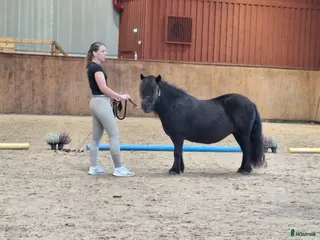 hästar Trevligt shettis sto i Hällekis - Annons 2