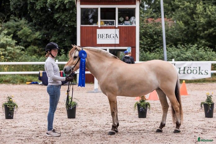 foderhäst i Sorunda - Annons 6