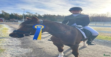  hästar i Kil - Annons 5