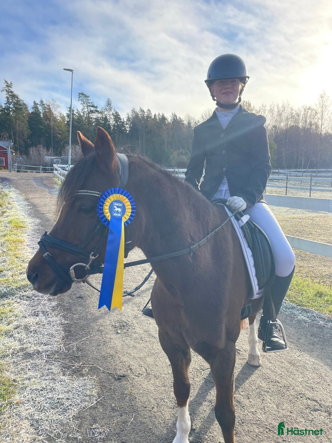 Dressyr hästar till salu: Trygg, bästa kompis i dressyr i Kil - Annons 3