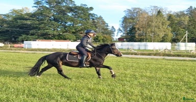  hästar i Köping - Annons 12