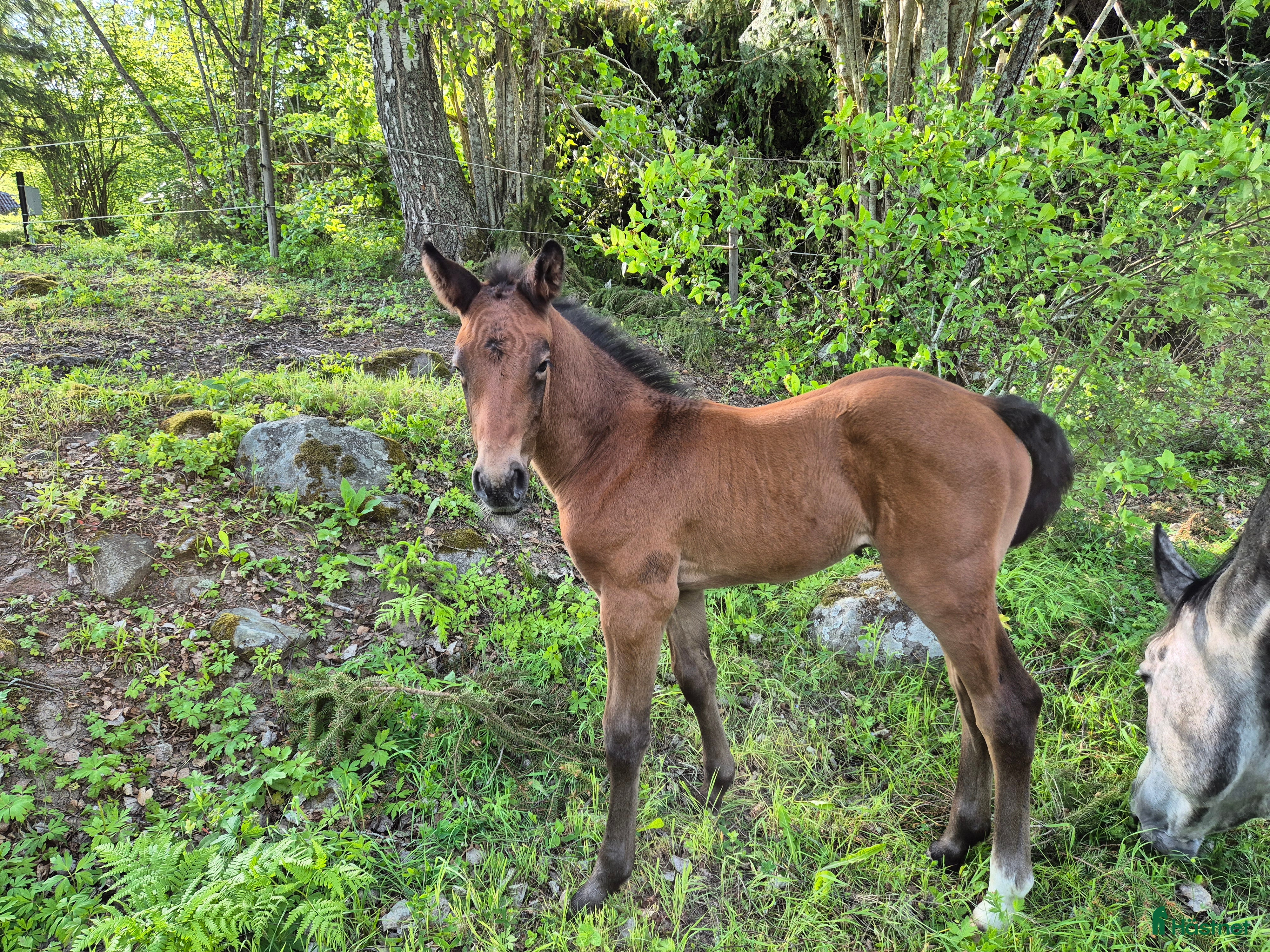  stallplats finnes: Lösdrift unghingstar Tullnäs Gård  i Norrtälje - Annons 1