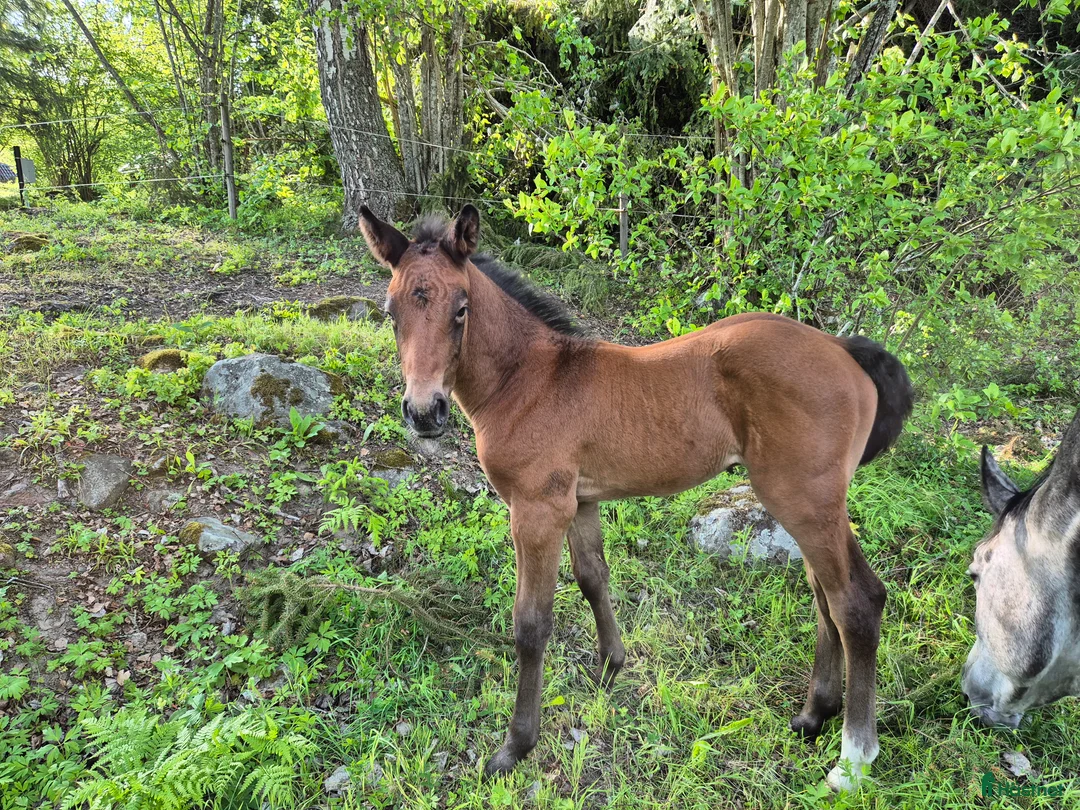  stallplats finnes: Lösdrift unghingstar Tullnäs Gård  i Norrtälje - Annons 1