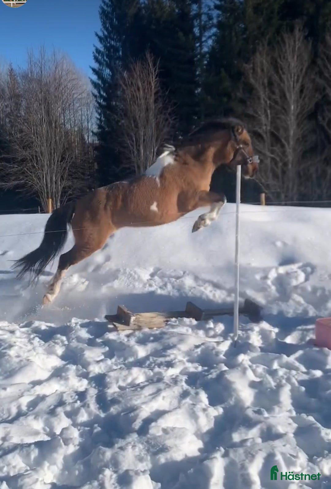 Allround hästar till salu: Ett fint sto med hjärtat av guld  i Härnösand - Annons 3