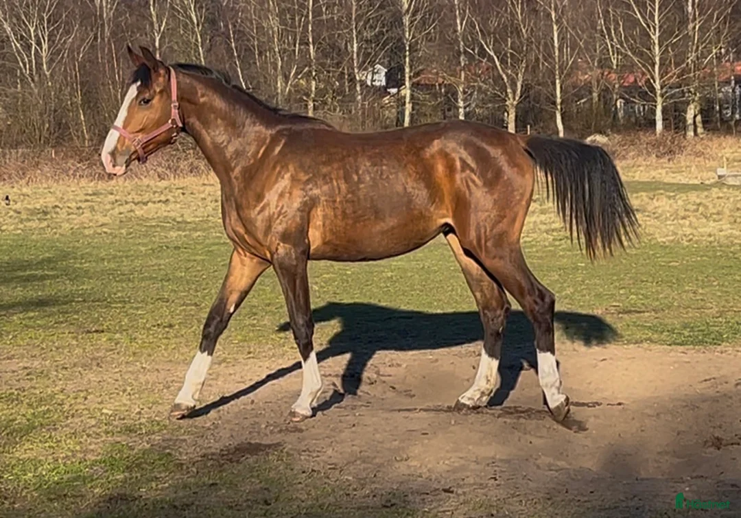 Hoppning hästar till salu: Fantastisk unghäst! i Sölvesborg - Annons 10