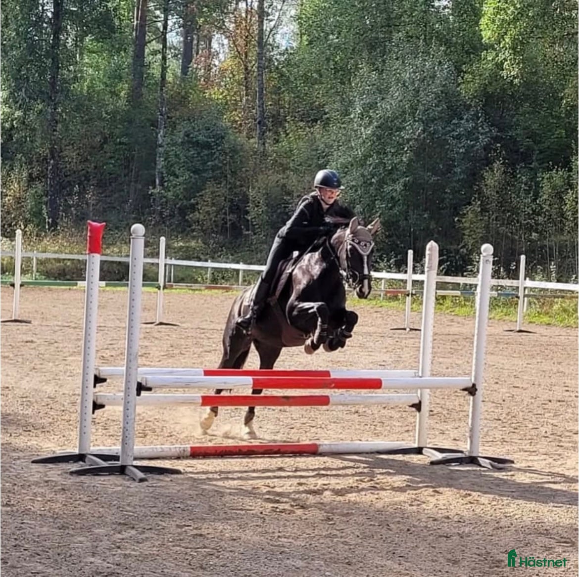  hästar Vackert sto med potential  i Vikingstad - Annons 10